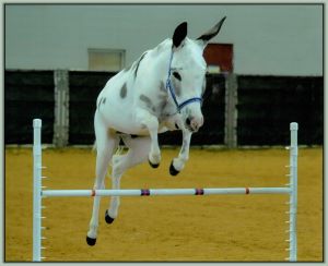 Peace Pipe Indian Scout, Reserve Champion High Point Miniature In-Hand Gelding